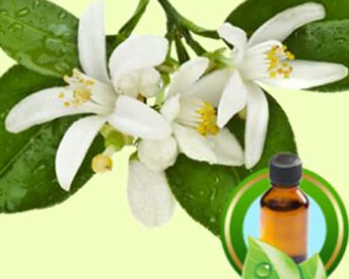 Amyris Natural Essential Oil